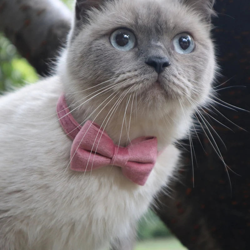 Velvet Cat Collar Solid  Pets Accessories